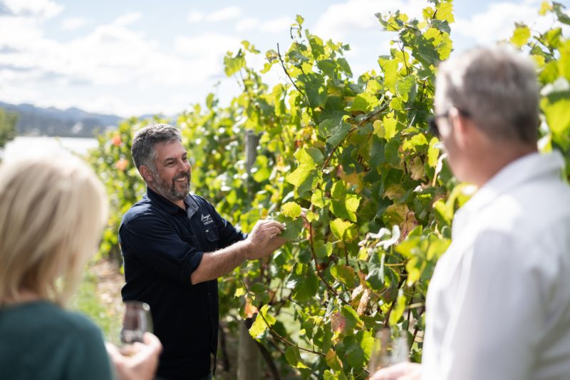 Learn about Bangor Vineyard and our wines.