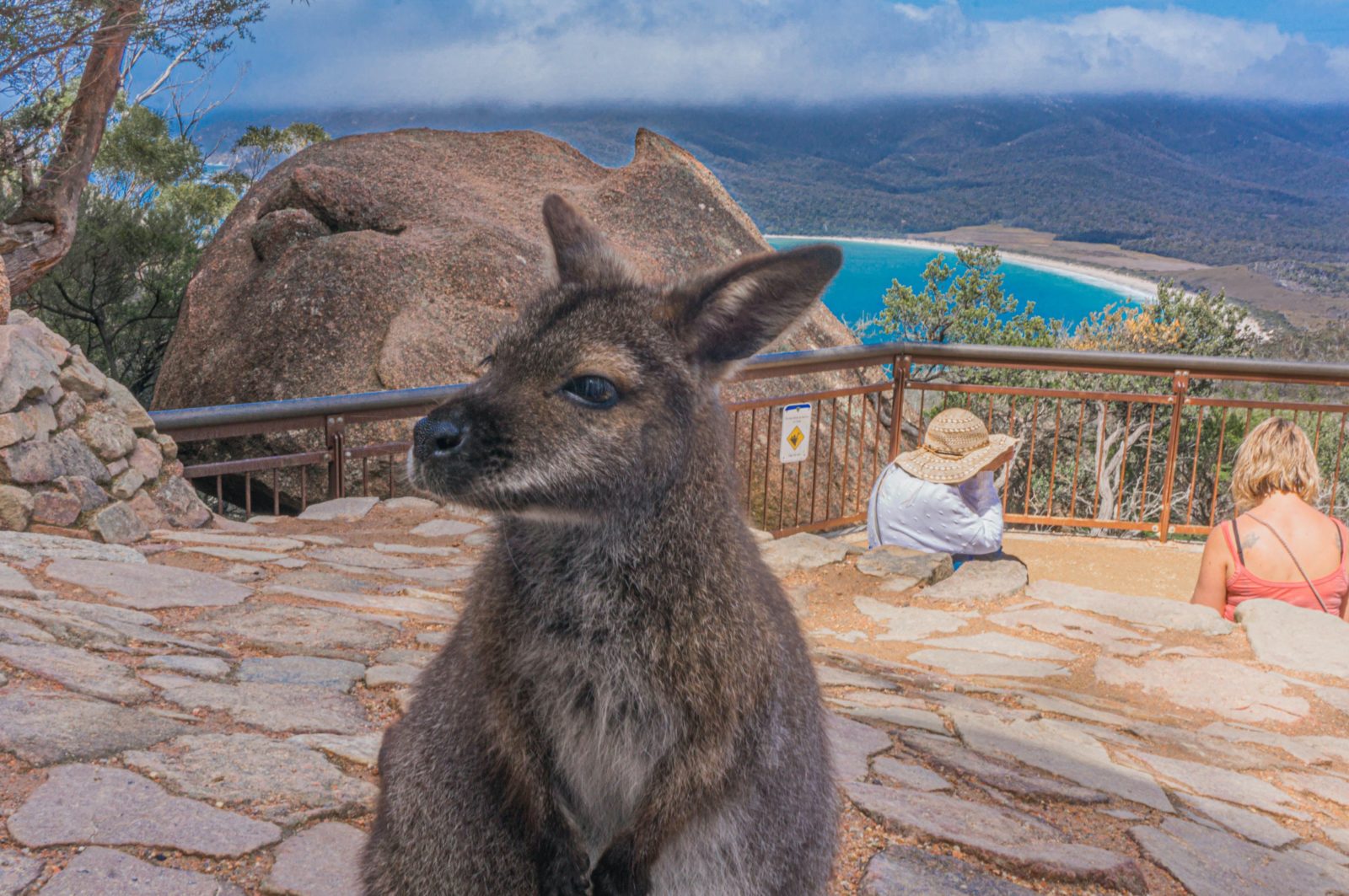 Wineglass Bay Loockout with local resident