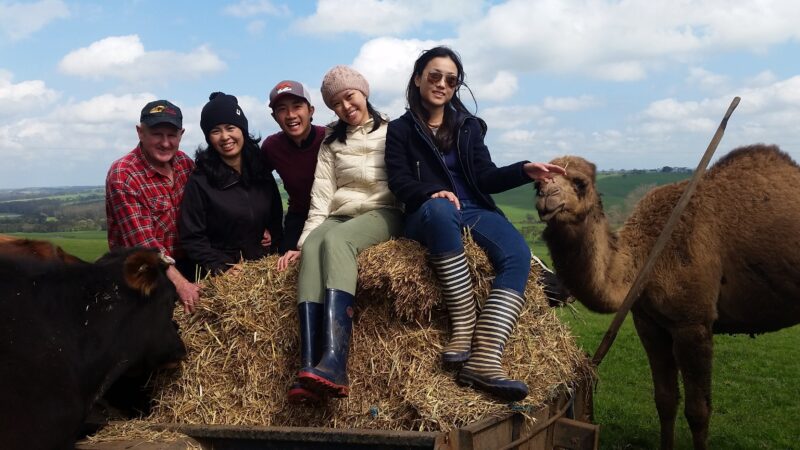 On top of hay bales patting Alana the camel