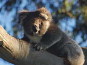 Bimbi Park Camping Under Koalas