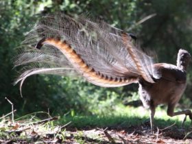 Lyrebirds are plentiful on our property