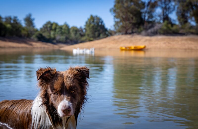 Border Collie in front of the 6 acre lake at Grampians Getaway