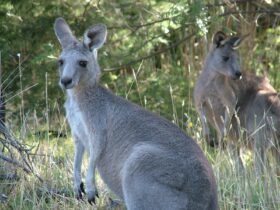 Watching Kangaroos go about their daily lives is one the treats of an Exclusive Wildlife Stay.