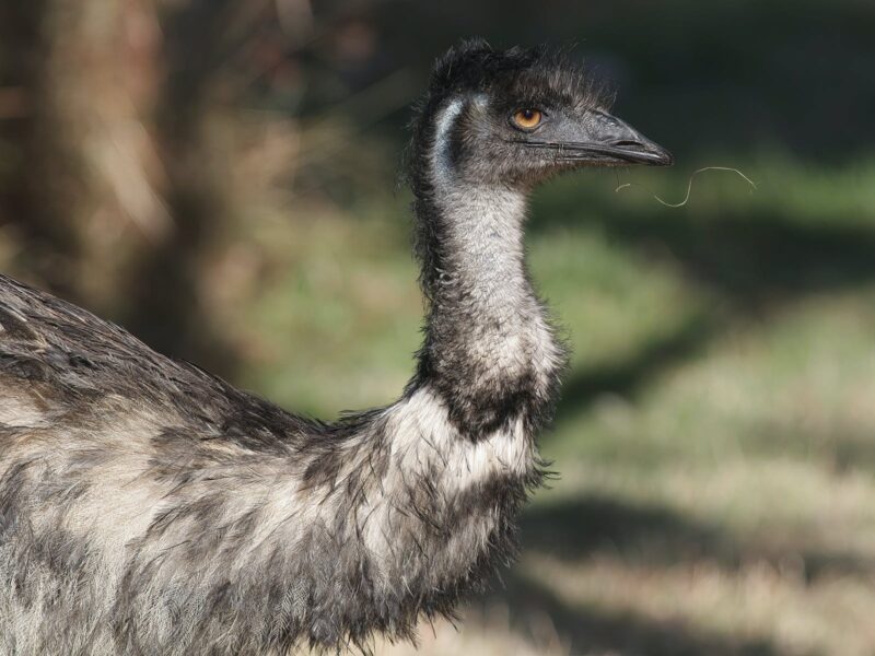 Emu dad wanders through Grampians Paradise with his chicks nearby. Emus are resident on the property