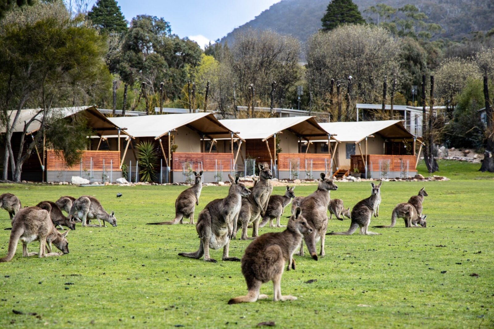 Mop of kangaroos sitting in front of glamping tents on grass valley floor