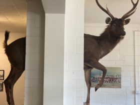 Deer in the wall
