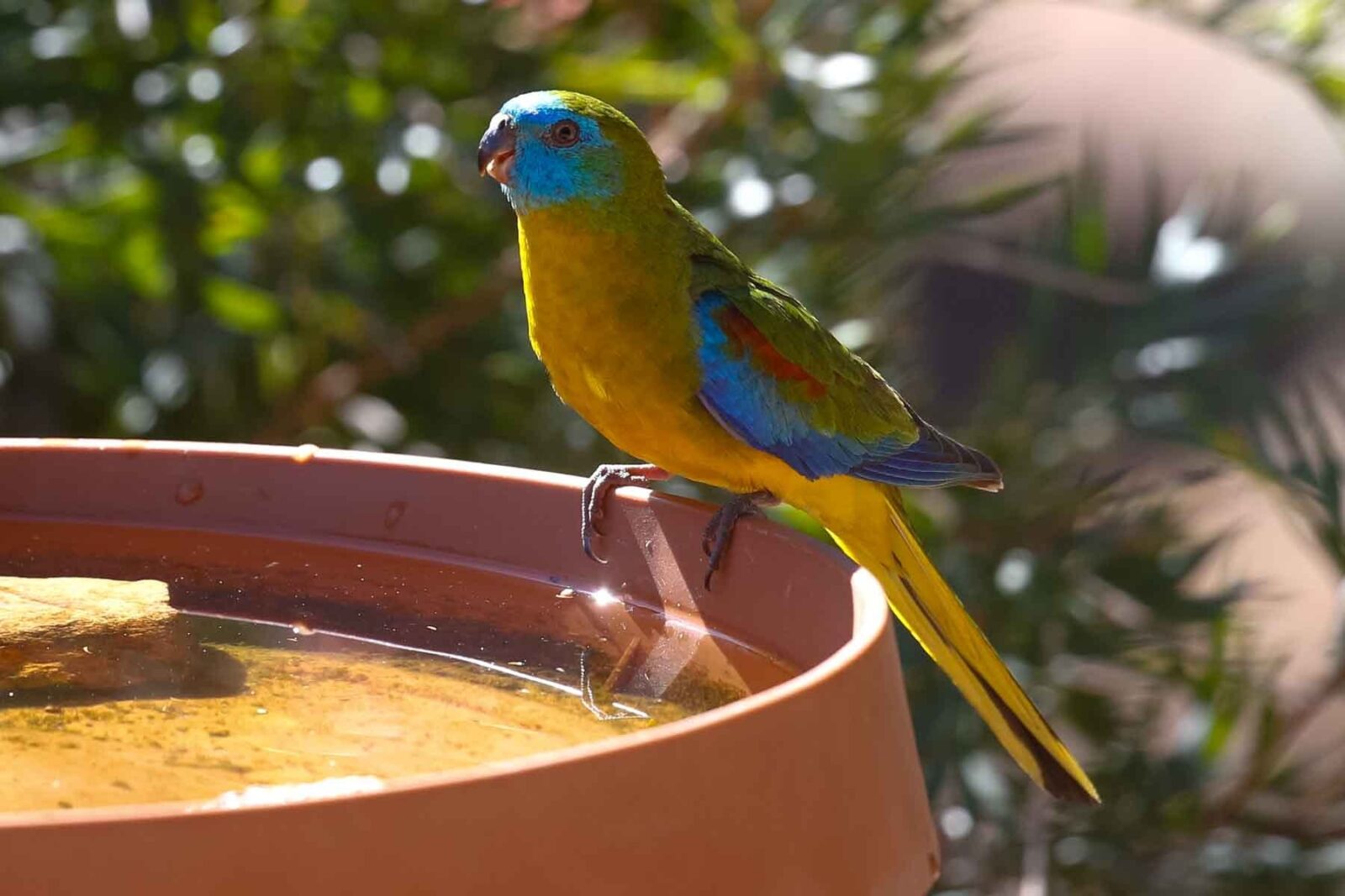 Male Turquoise Parrot enjoying a drink a one of several water points off the verandah.