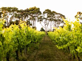 Polperro 25 acre vineyard property