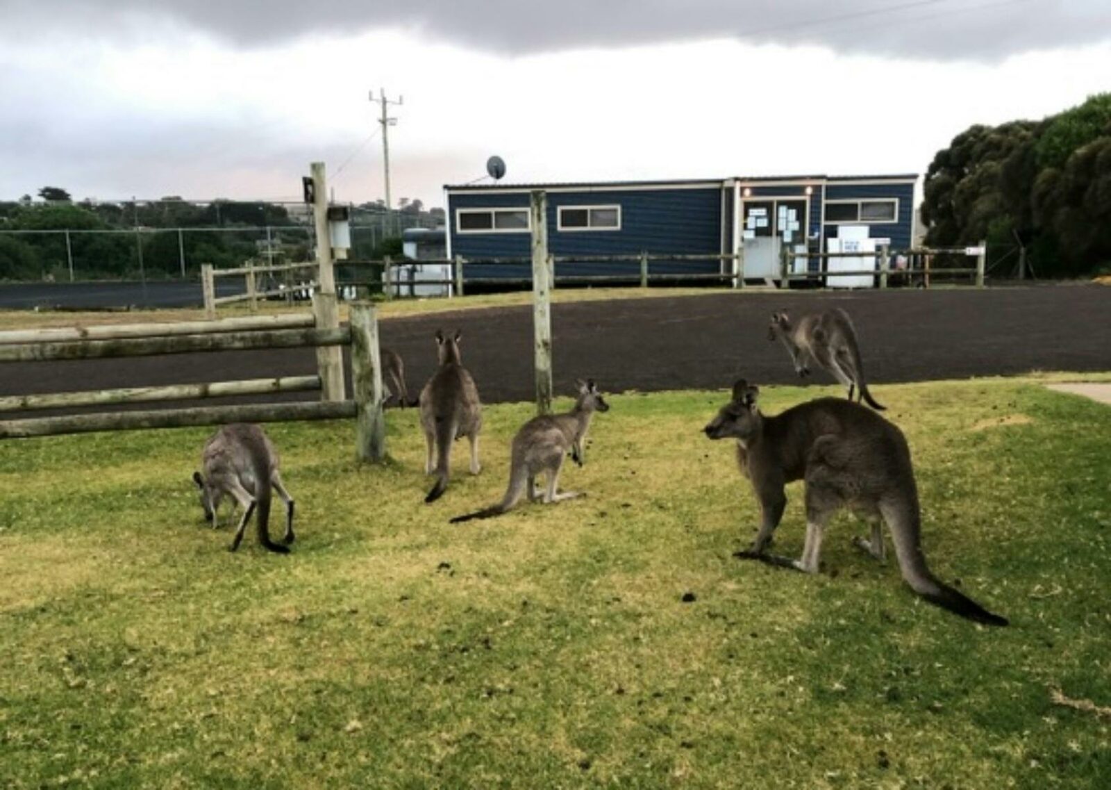 Kangaroos and reception area at the Princetown Recreation Reserve