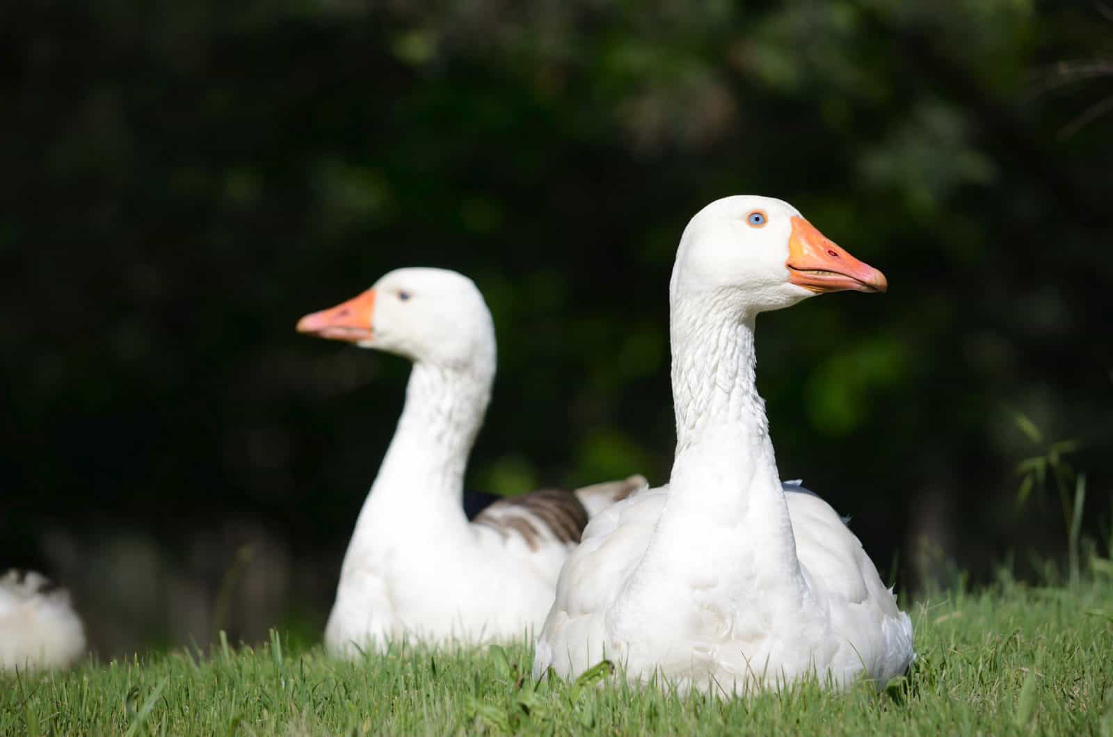 The property's beautiful geese