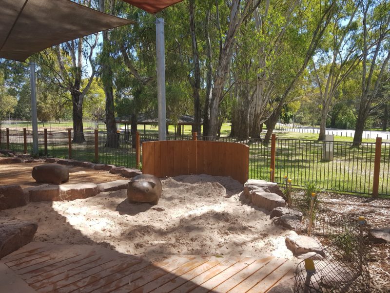 Wombat in sandpit
