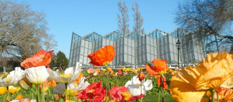 The Conservatory sits in the background, with white, red and orange tulips in the foreground