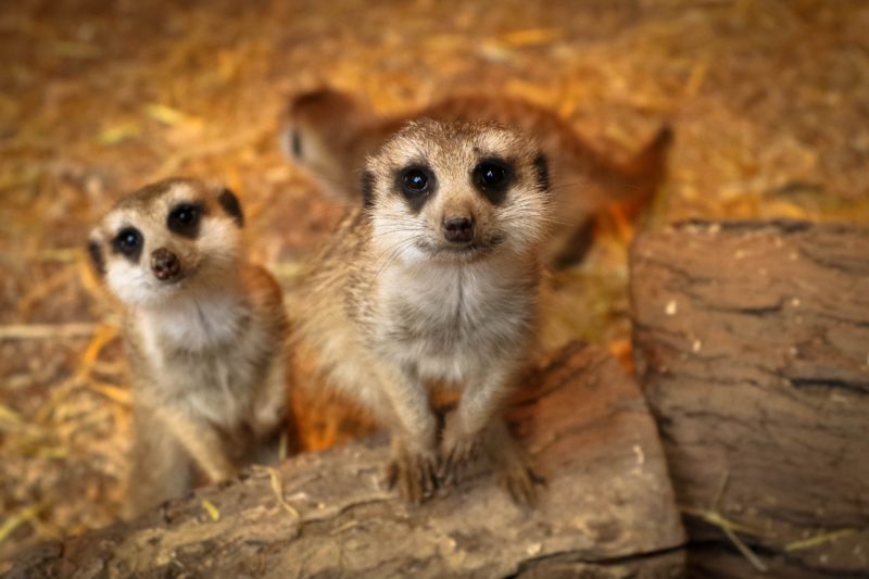 Two meerkats looking up at the camera