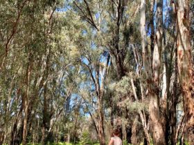 Young boy running along the walking trail of Banyule Forest. Tall River Red Gums line the trail.
