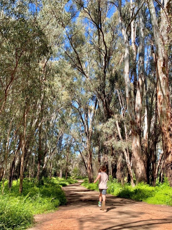Young boy running along the walking trail of Banyule Forest. Tall River Red Gums line the trail.