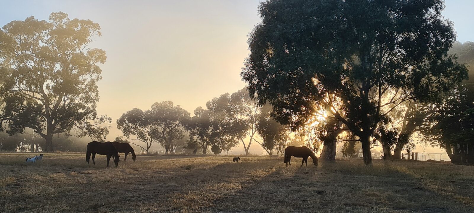 Three horses in a paddock at sunset
