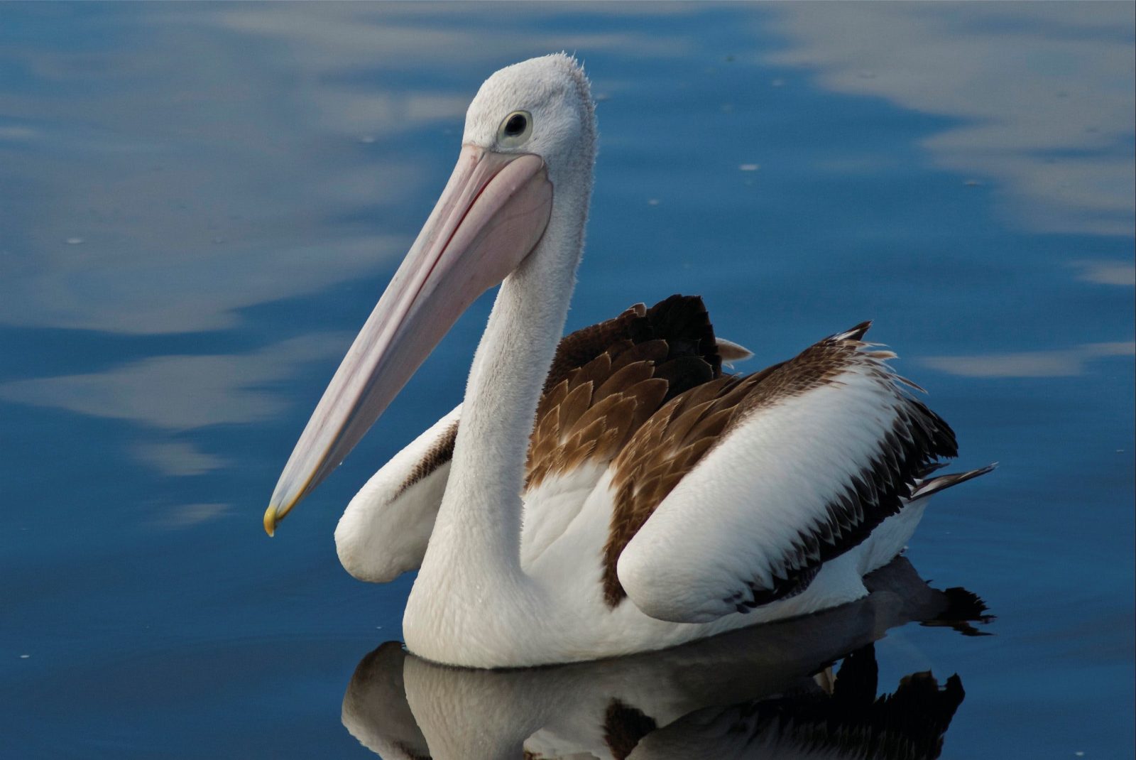 Pelican at Bemm River