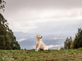 Environmental dog portrait Olinda