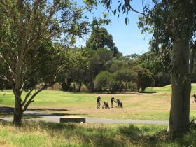 Centenary Park Golf Course Play