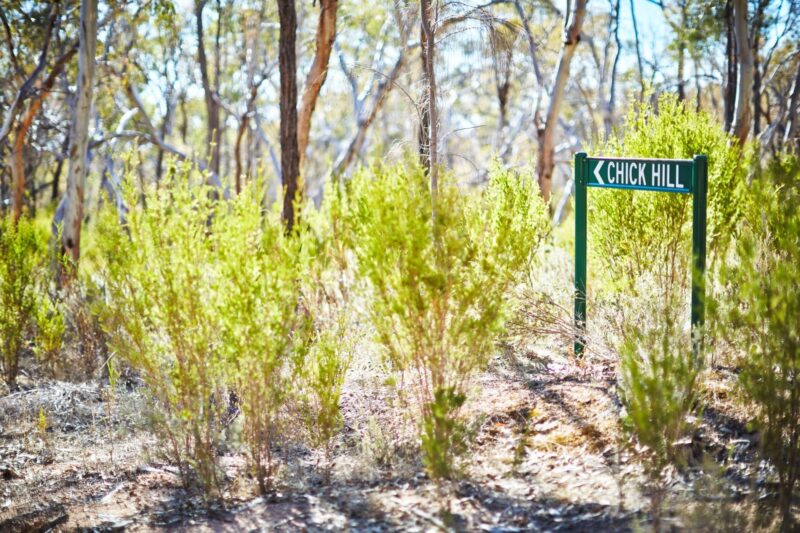 Green directional sign, green bushy plants, gum trees with grey, white and brown markings, sunrise
