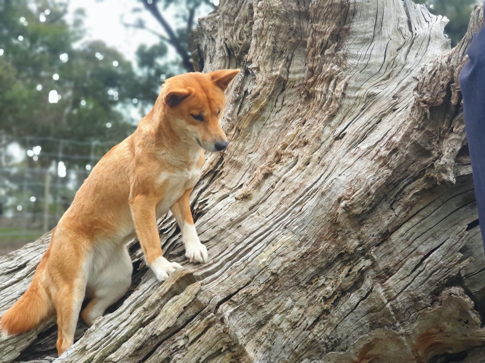 Dingo Discovery Sanctuary and Research Centre