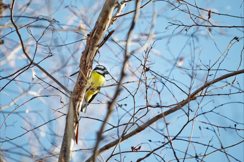 Small bird with yellow breast, black marks, black & white head in tree in Warby Ovens National Park