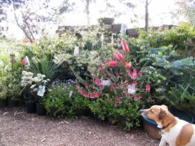 Scruffy checking out the range of native plants