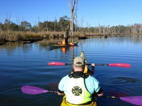 A double and single kayaking paddling on Safe's Lagoon apart of the Gunbower Creek