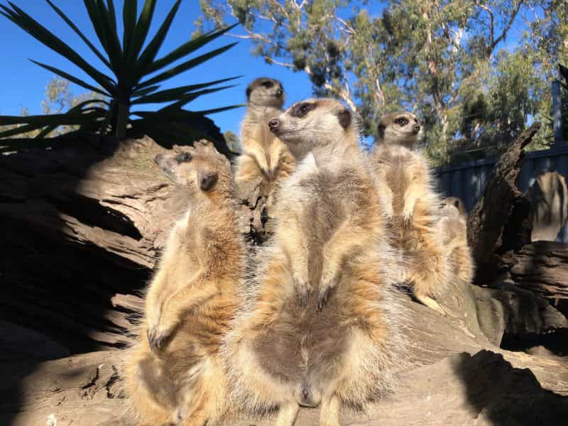 It is all about our Meerkats