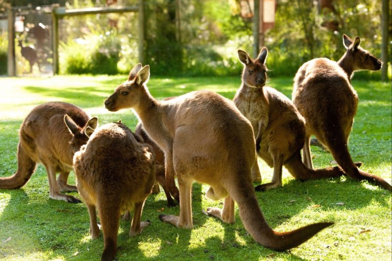 Healesville Sanctuary Kangaroos