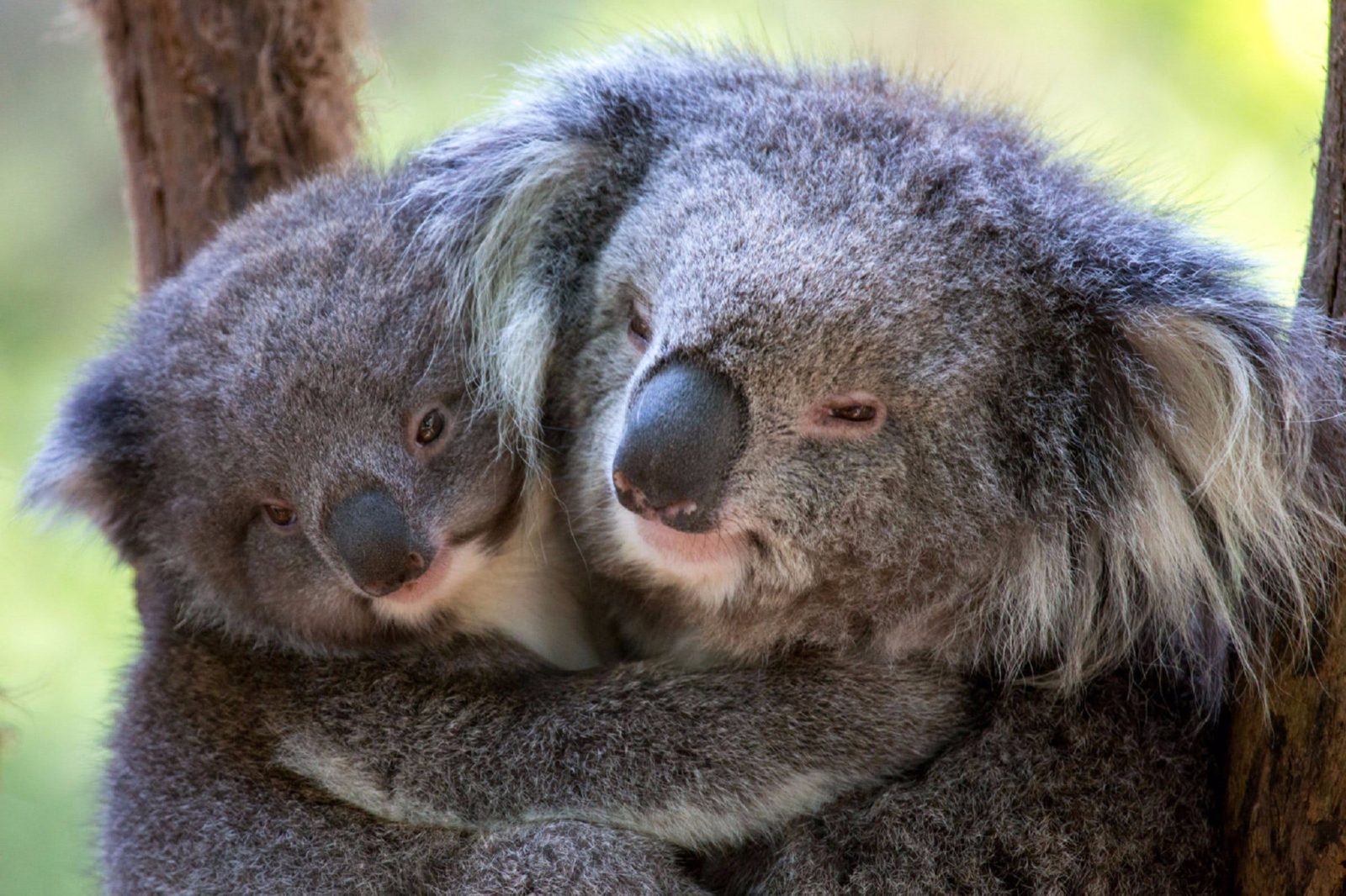 Koalas Hazel and Emily