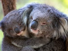 Koalas Hazel and Emily