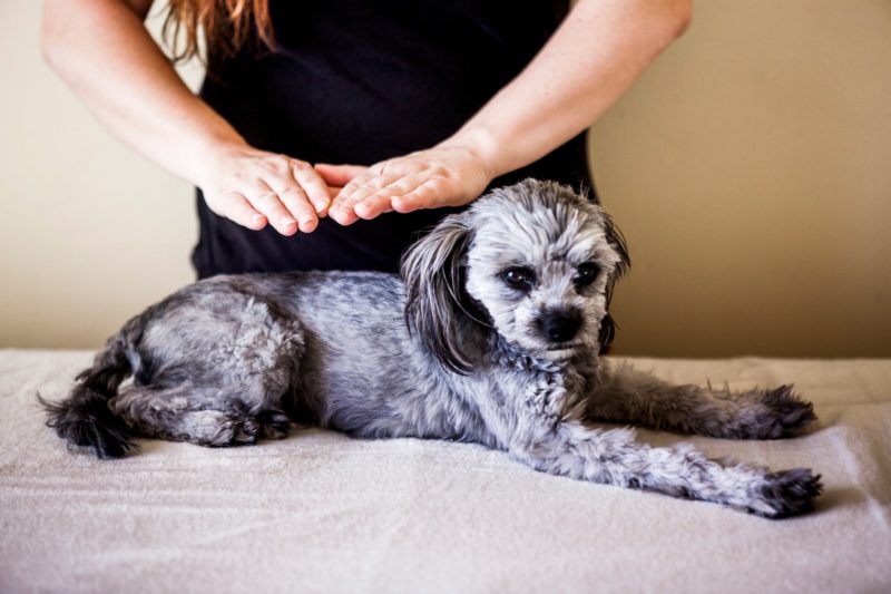 Woman providing a dog with a Reiki treatment