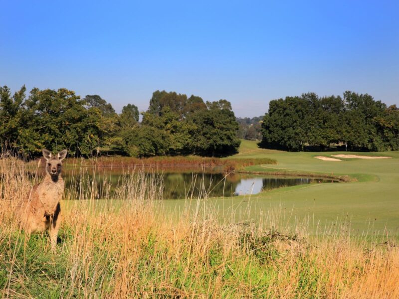 Kangaroo on Heritage Golf Course