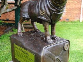 The statue of Horrie the War dog is available to experience in the Corryong Memorial Gardens
