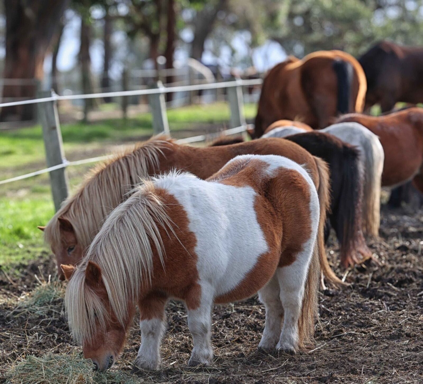 ponies grazing on grass