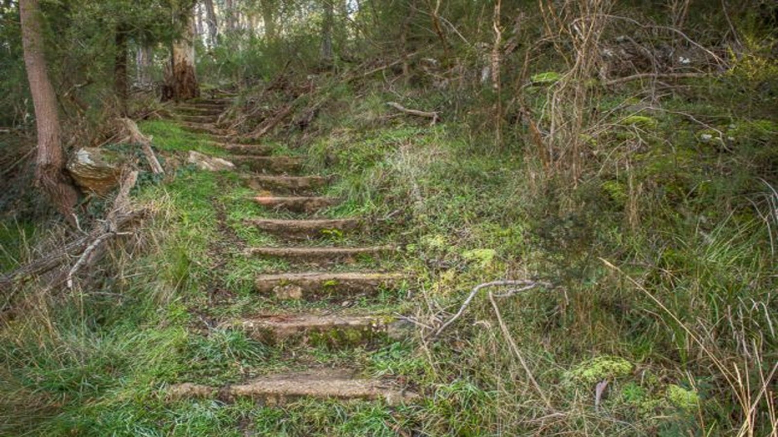 wooden steps in forest covered in grass and branches