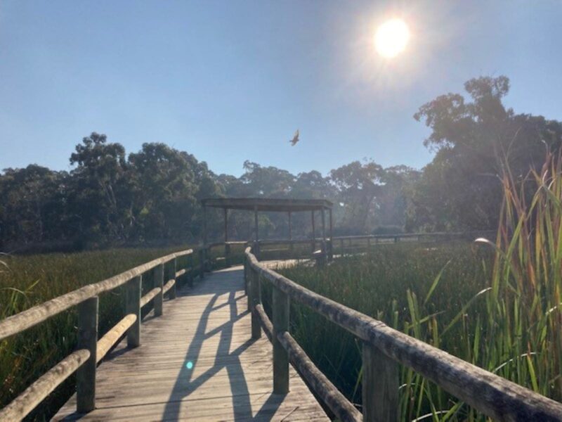 bridge with sun and bird