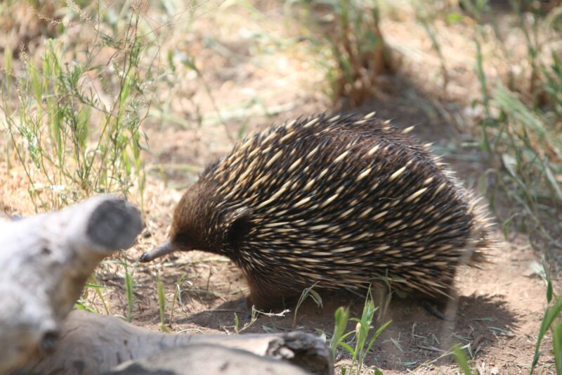 Echi the echidna is one of the Park's residents.
