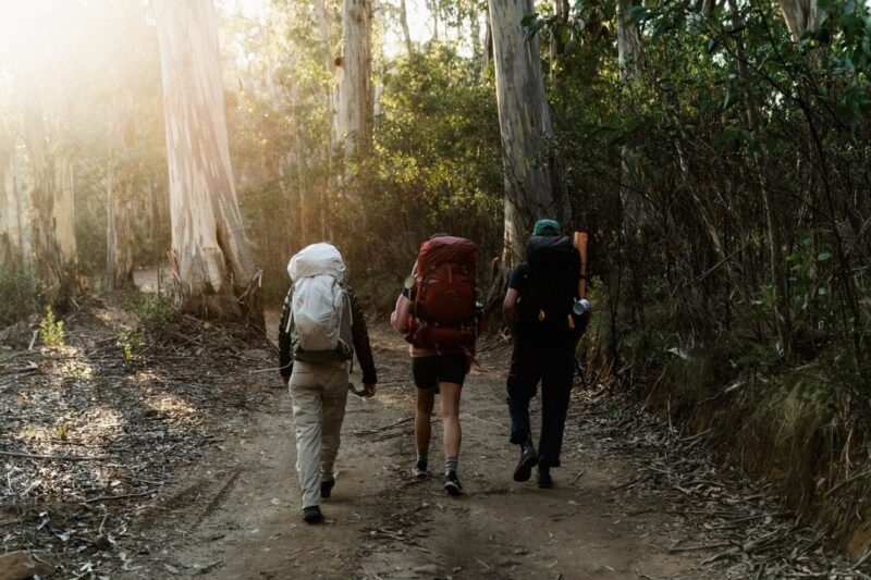 Sunlight filtering through gum trees with hikers walking on a bush track