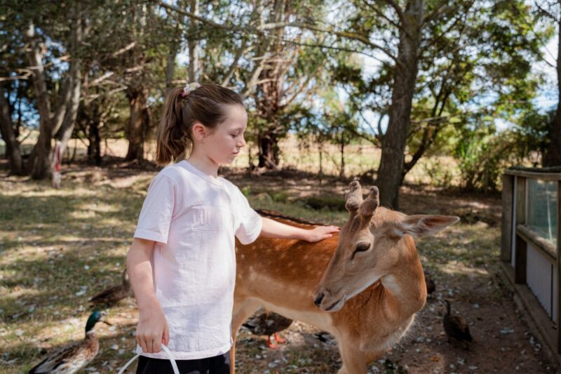 Girl petting the deer at Mansfield Zoo