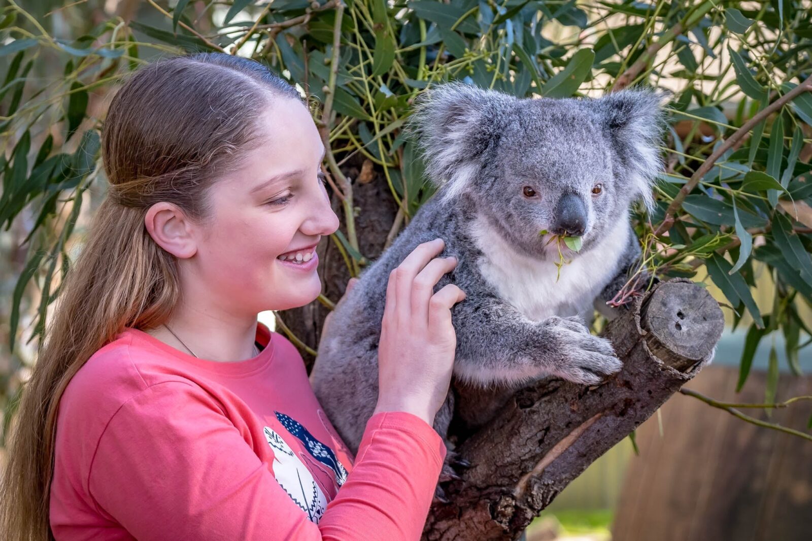 Person with koala, touching it's arm