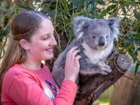 Person with koala, touching it's arm