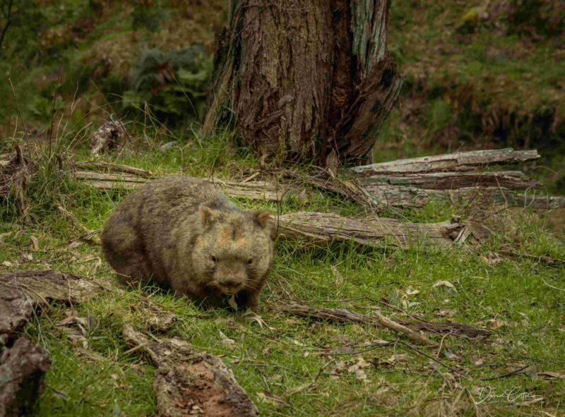 A resident wombat on the track to Granya Falls