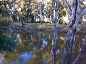 gum trees, blue sky, reflection in billabong, riverbank