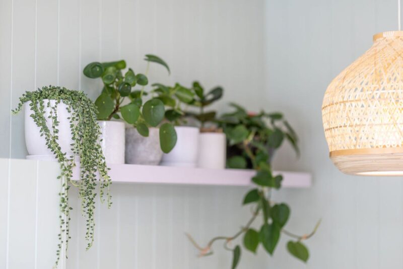 White shelf with multiple indoor green plants