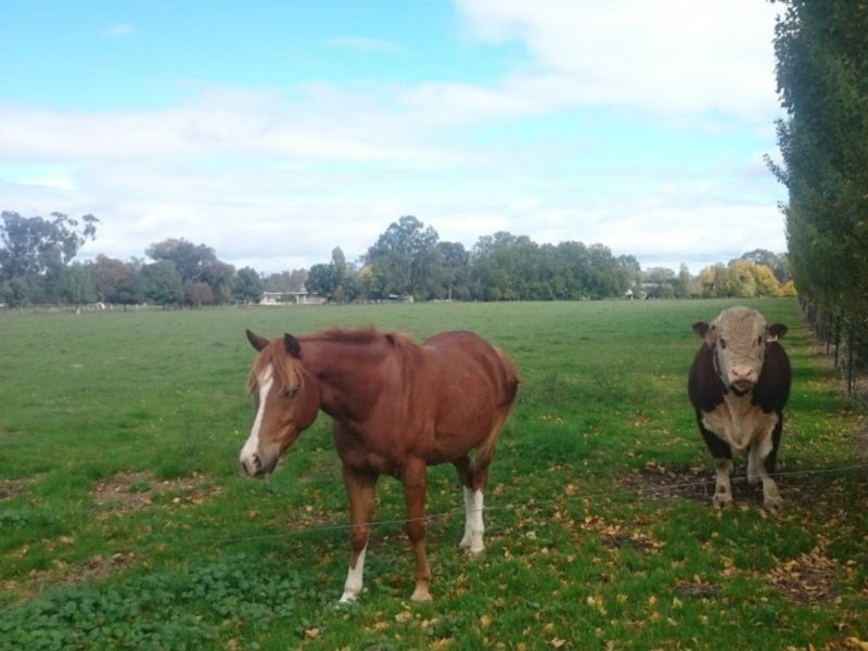Horse and cow on the Oxley Recreation Reserve