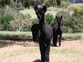 Our very curious alpaca, Shadow is always ready to greet visitors.