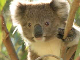 Raymond Island koala in its natural habitat