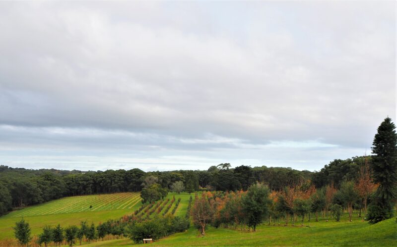 Vista of truffle farm